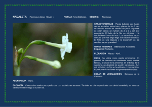 NADALETA ( Narcissus dubius Gouan ) FAMILIA: Amarillidáceas