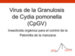 Virus de la Granulosis de Cydia pomonella (CpGV)