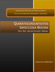 queratoconjuntivitis infecciosa bovina