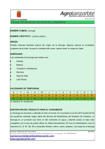 Ficha técnica del cultivo de lechuga