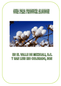 Guía para producir algodón - oeidrus-bc