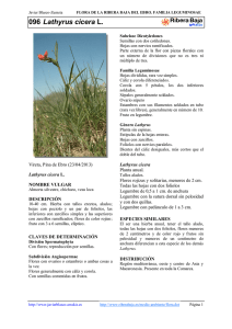 096.Lathyrus cicera - Comarca Ribera Baja del Ebro