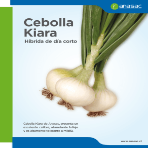Cebolla Kiara