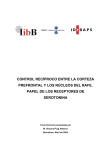 control recíproco entre la corteza prefrontal y los núcleos del rafe