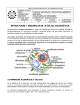 estructuras y organelos de la célula eucariótica