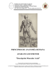 Descripción Muscular Axial - Pontificia Universidad Católica de