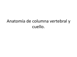 Anatomía de columna vertebral y cuello.