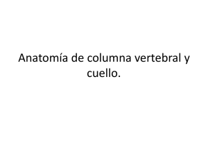 Anatomía de columna vertebral y cuello.