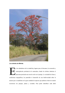 Los árboles de Mérida