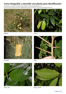 Como fotografiar y describir una planta para identificación