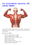 Los principales músculos del cuerpo humano
