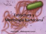 Estructura y morfología bacteriana