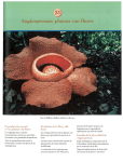 Angiospermas:plantas con flores