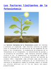 Los factores limitantes de la fotosíntesis