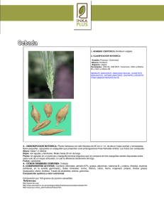 3.- DESCRIPCCION BOTÁNICA: Planta herbácea con tallo fistuloso