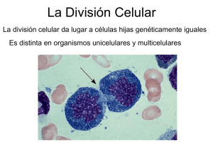 Teorico 6 (Cromosomas y Division Celular)