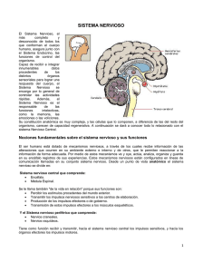 19-Sistema Nervioso