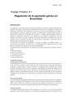 Trabajo Práctico 4.1 Regulación de la expresión génica en Eucariotas