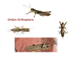 Orden Orthoptera