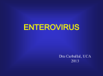 enterovirus