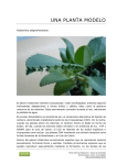 Kalanchoe daigremontiana, una planta modelo PDF