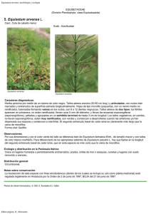 Equisetum arvense: morfología y ecología