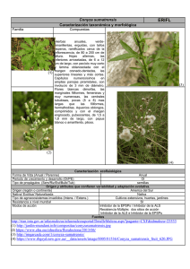 Conyza sumatrensis Caracterización taxonómica y morfológica (3