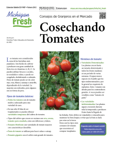 Cosechando Tomates - MSU Extension