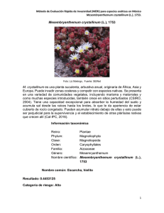 Mesembryanthemum crystallinum