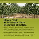 San Luis planta “Kiri” El árbol que frena el cambio climático