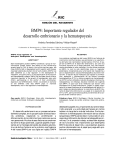 BMP4: Importante regulador del desarrollo embrionario y la