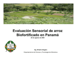 Evaluación sensorial de arroz biofortificado, variedad IDIAP, en