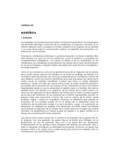 PDF (Mandíbula)