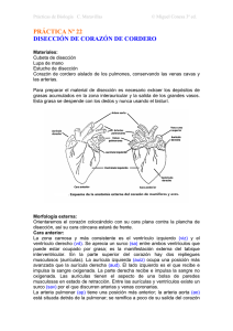 Disección de corazón