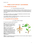 Las plantas y los hongos