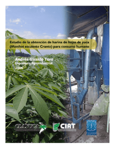 estudio de la obtencin de harina de hojas de yuca