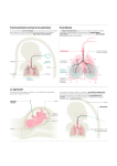 Funcionamiento normal de los pulmones El problema La