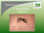 mosco del dengue
