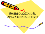 Embriología del Aparato Digestivo