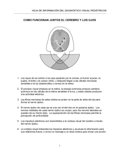 como funcionan juntos el cerebro y los ojos