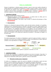 1 TEMA 12: ANABOLISMO Durante el anabolismo se obtienen