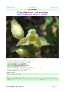 Cephalanthera damasonium