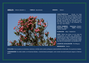 ADELFA ( Nerium oleander L.) FAMILIA: Apocináceas. GÉNERO