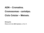 ADN – Cromatina. Cromosomas - cariotipo. Ciclo Celular – Meiosis.