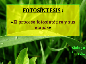 FOTOSÍNTESIS : «El proceso fotosintético y sus etapas»