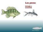 Los peces - PDF Archive