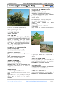 134.Crataegus monogyna - Comarca Ribera Baja del Ebro