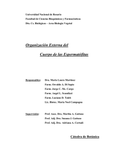 Organización Externa del Cuerpo de las Espermatófitas