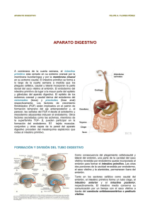 Embriología del Aparato Digestivo