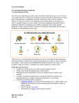 Las caries dentales La Asociación Dental de California